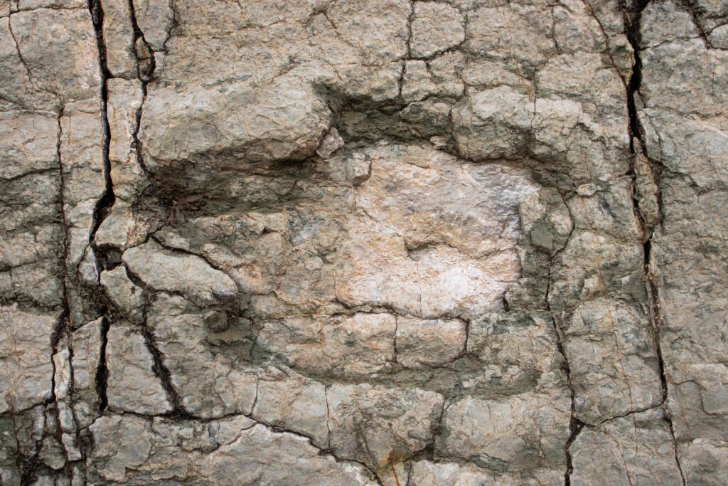 Walking with Dinosaurs in Bolivia